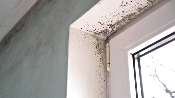 Best Mold Damage Repair  in Clancy, MT