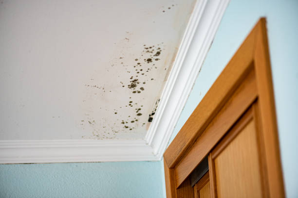 Best Crawl Space Mold Removal  in Clancy, MT